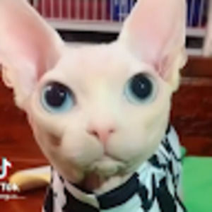 Meet your Posher, Samantha